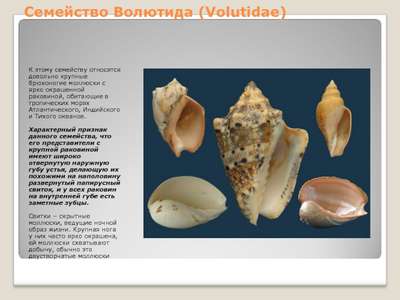 Моллюски семейства volutidae