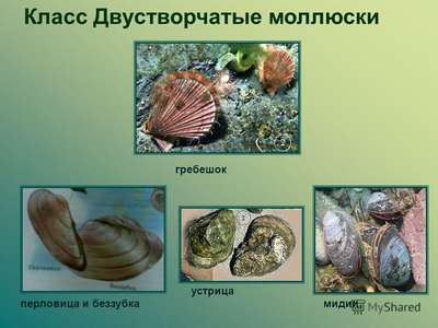 Моллюски семейства мидии