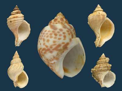 Моллюски семейства buccinidae