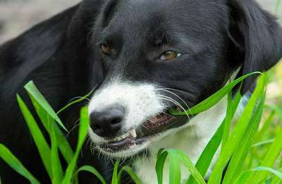 5 причин почему собаки едят траву