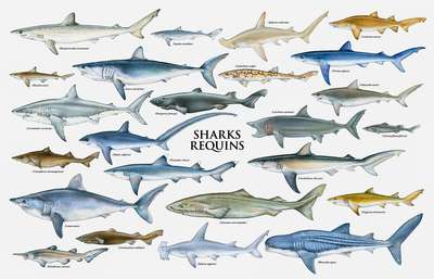 Рыбы семейства шорные акулы