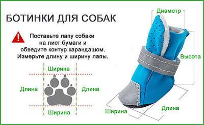 Берегите лапы смолоду: выбираем обувь для собак