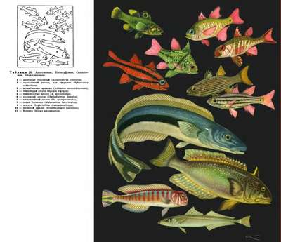 Рыбы семейства apogonidae