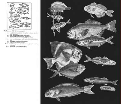 Рыбы семейства центролофовые