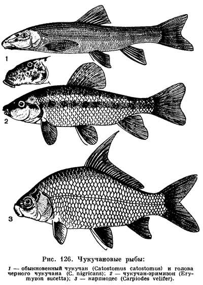 Рыбы семейства catostomidae