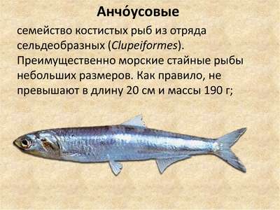 Рыбы семейства анчоусовые