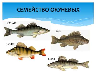 Рыбы семейства окуневые