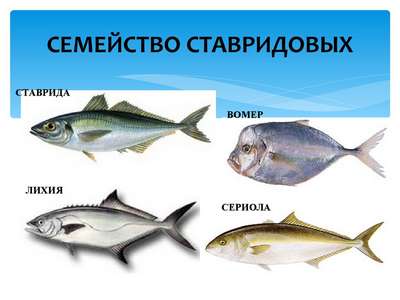 Рыбы семейства ставридовые