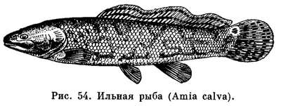 Рыбы семейства амиевые