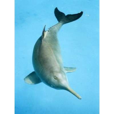 Рыбы семейства ла-платские дельфины