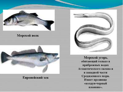 Рыбы семейства moronidae