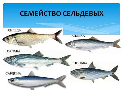 Рыбы семейства luidiidae