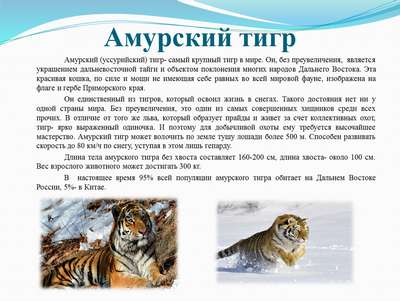 Амурский или уссурийский тигр: за полшага до вымирания