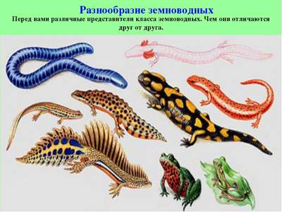 Рептилии и земноводные семейства colubridae