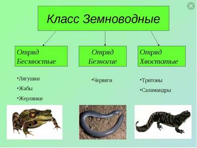 Рептилии и земноводные семейства calyptocephalellidae