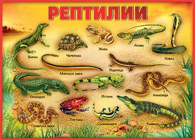 Рептилии и земноводные семейства щитохвостые змеи