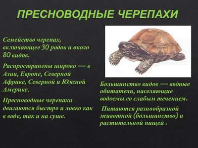 Рептилии и земноводные семейства азиатские пресноводные черепахи