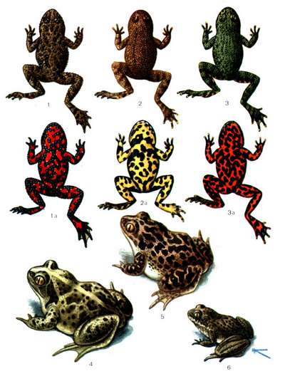 Рептилии и земноводные семейства круглоязычные