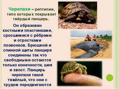 Рептилии и земноводные семейства сухопутные черепахи