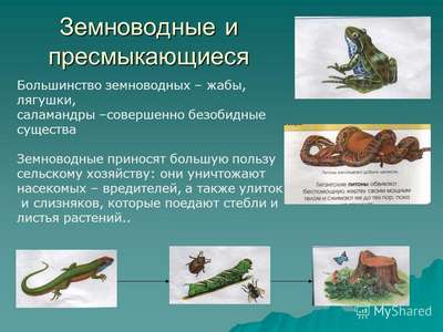 Рептилии и земноводные семейства rhacophorinae
