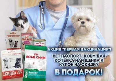 Около 200 гривен стоит в среднем вакцинация собаки в ветклинике Киева