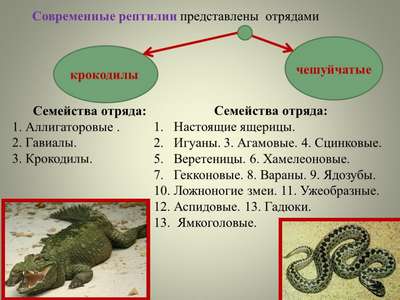 Рептилии и земноводные семейства настоящие крокодилы