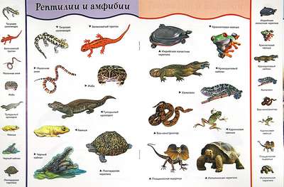 Рептилии и земноводные