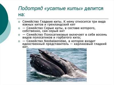 Млекопитающие семейства серые киты