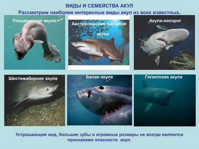Млекопитающие семейства шестижаберные акулы