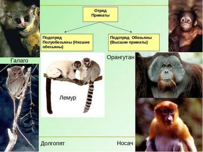 Млекопитающие семейства обезьянообразные