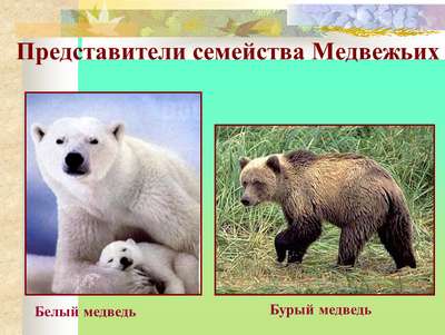 Млекопитающие семейства медвежьи