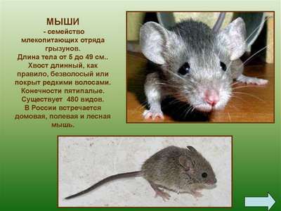 Млекопитающие семейства мышиные