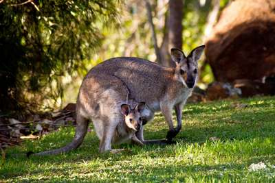 Млекопитающие семейства кенгуровые