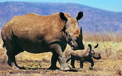 Млекопитающие семейства носороговые