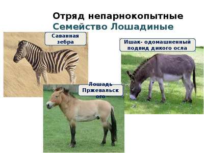 Млекопитающие семейства лошадиные