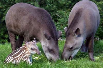 Млекопитающие семейства тапировые