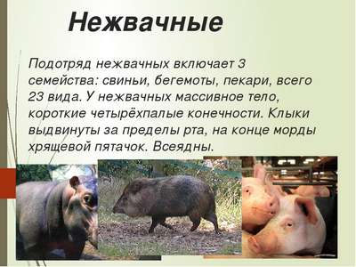 Млекопитающие семейства свиньи