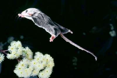 Млекопитающие семейства перохвостые летяги