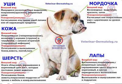 Симптомы болезней собак и основные заболевания кожи