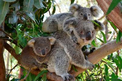 Млекопитающие семейства коалы
