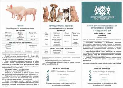 Современные рекомендации по вакцинации домашних животных: схема прививания