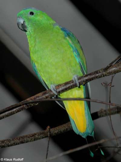 Буруйский paкетохвостый попугай