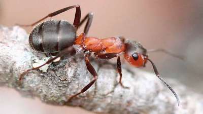 Волосистый лесной муравей