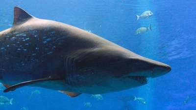 Гавайская чёрная акула