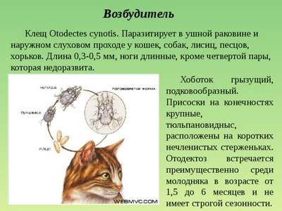Отодектоз (Зудневая чесотка) у котов