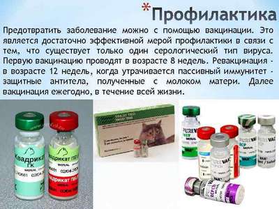 Панлейкопения кошек (чума, инфекционный парвовирусный энтерит, тиф, заразный агранулоцитоз)