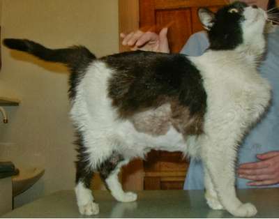 Синдром Кушинга у кошек (Гиперадренокортицизм кошек)