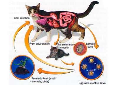 Токсокароз (Нематодозы) у котов