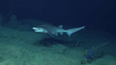 Гребнезубая чёрная акула