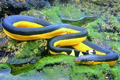 Двухцветная змея